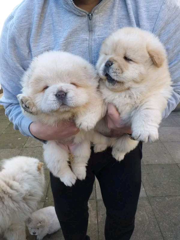 white chows